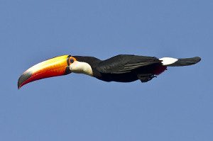 toucan-barba-azul-nature-reserve-armonia