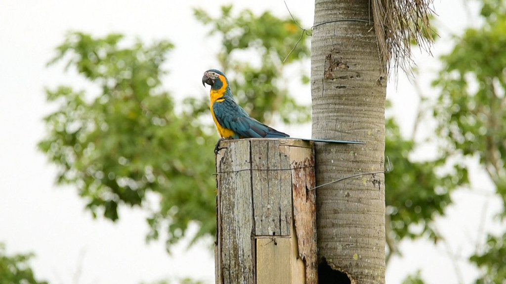Image showcasing Nest boxes: a lifeline for the Blue-throated Macaw - Armonia Bolivia