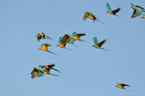 Flock of the Critically Endangered and endemic Blue-throated Macaws (Ara glaucogularis) over Barba Azul Nature Reserve (Photo: Sebastian K. Herzog)