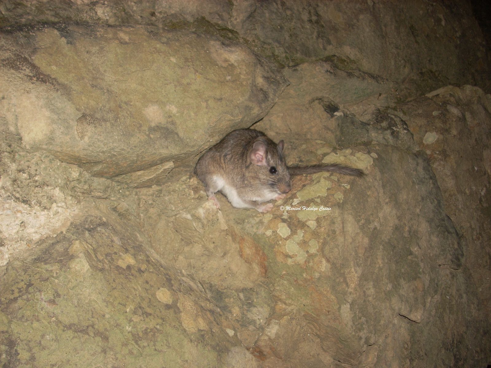 La rata chinchilla boliviana (Abrocoma boliviensis)